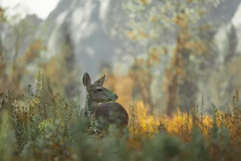 خلفية غزال بدقة 4K · animals · 3840×2560