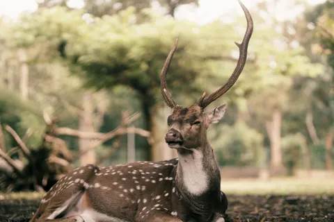 Fondo de pantalla Ciervo 4K · animals · 3840×2560