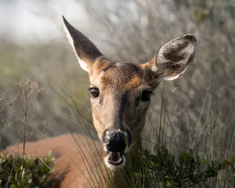 Hirsch 4K Hintergrundbild · animals · 3840×3072