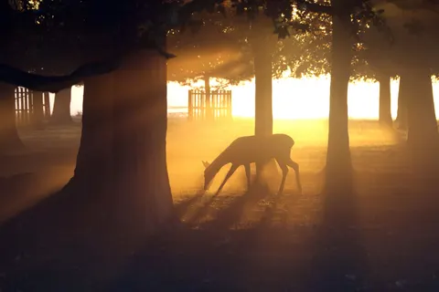 Deer 4K Wallpaper · animals · 3840×2560