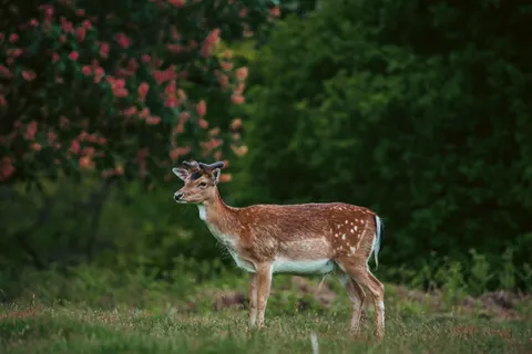 Deer 4K Wallpaper · animals · 3840×2563