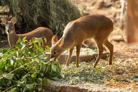 خلفية غزال بدقة 4K · animals · 3840×2563