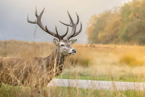 Hirsch 4K Hintergrundbild · animals · 3840×2560