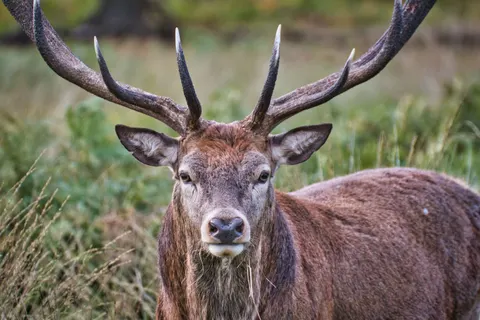 Deer 4K Wallpaper · animals · 3840×2560