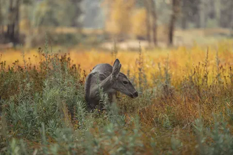 Fond d'écran Cerf 4K · animals · 3840×2560