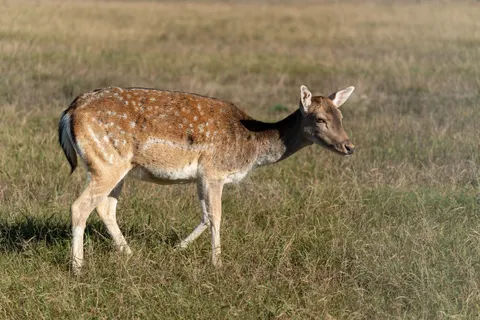 Deer 4K Wallpaper · animals · 3840×2560