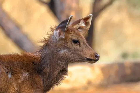 Hirsch 4K Hintergrundbild · animals · 3840×2560