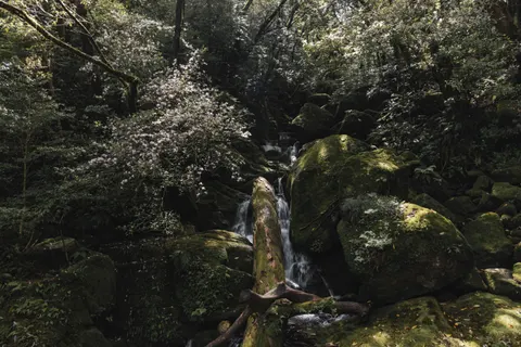 Jungle Waterfall 4K Wallpaper · waterfall · 3840×2560