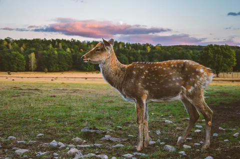 Fond d'écran Cerf 4K · animals · 3840×2553