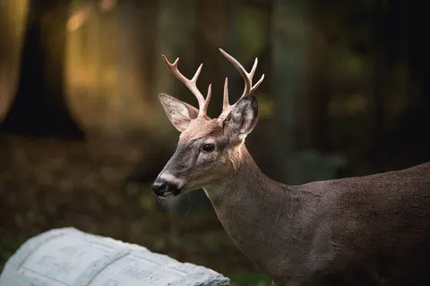 Deer 4K Wallpaper · animals · 3840×2563