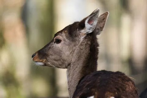 Deer 4K Wallpaper · animals · 3840×2560