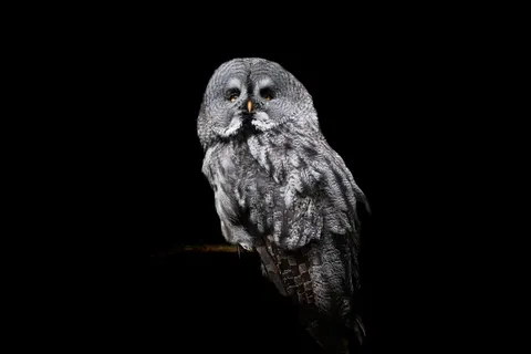 Owl 4K Wallpaper · animals · 3840×2561