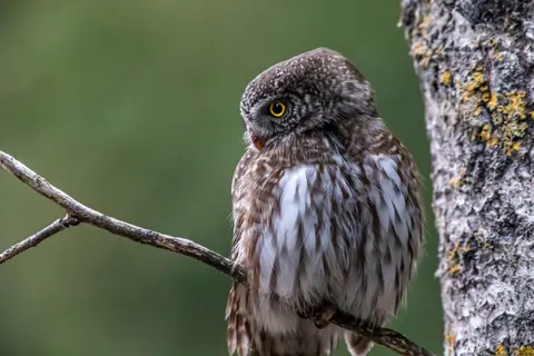 Owl 4K Wallpaper · animals · 3840×2560