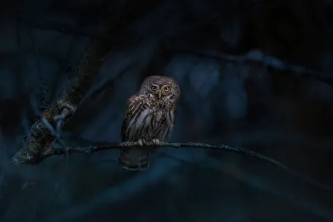 Owl 4K Wallpaper · animals · 3840×2560