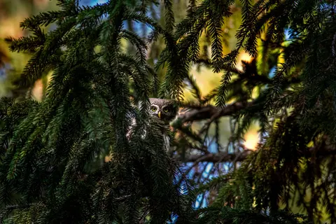 Owl 4K Wallpaper · animals · 3840×2560