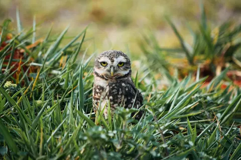 Eule 4K Hintergrundbild · animals · 3840×2560