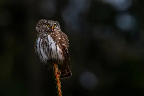 Fond d'écran Hibou 4K · animals · 3840×2560