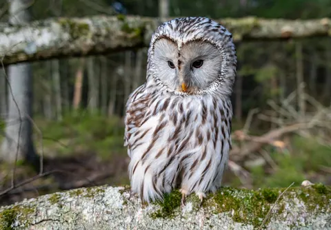 Owl 4K Wallpaper · animals · 3840×2672