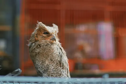 Owl 4K Wallpaper · animals · 3840×2560