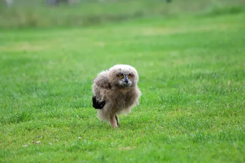 Owl 4K Wallpaper · animals · 3840×2560