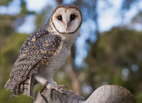Owl 4K Wallpaper · animals · 3840×2792