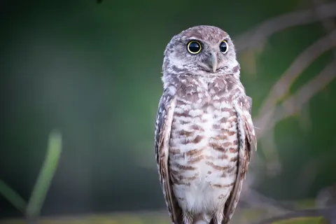 خلفية بومة بدقة 4K · animals · 3840×2560