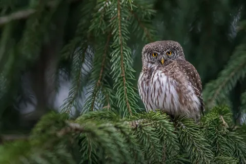 Owl 4K Wallpaper · animals · 3840×2560