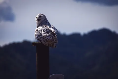 Owl 4K Wallpaper · animals · 3840×2560