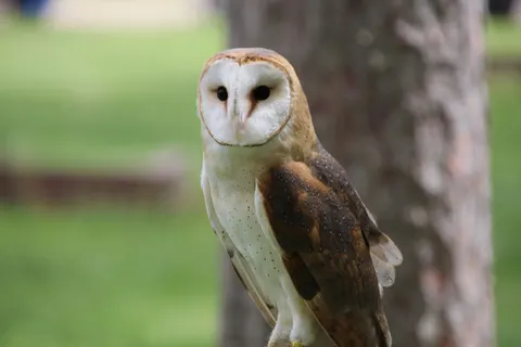 Fond d'écran Hibou 4K · animals · 3840×2560