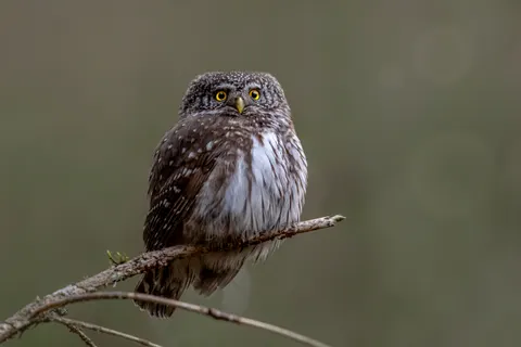 Papel de parede Coruja 4K · animals · 3840×2560
