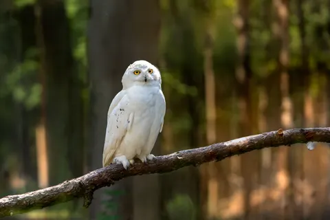 خلفية بومة بدقة 4K · animals · 3840×2560