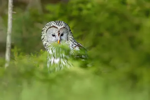 Owl 4K Wallpaper · animals · 3840×2561