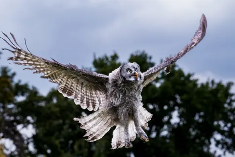 خلفية بومة بدقة 4K · animals · 3840×2560