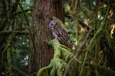 Owl 4K Wallpaper · animals · 3840×2560
