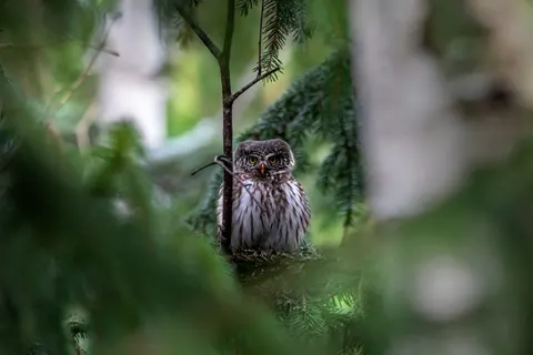 Owl 4K Wallpaper · animals · 3840×2560
