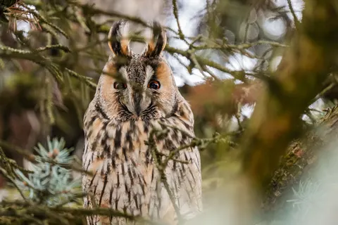 Обои Сова 4K · animals · 3840×2560
