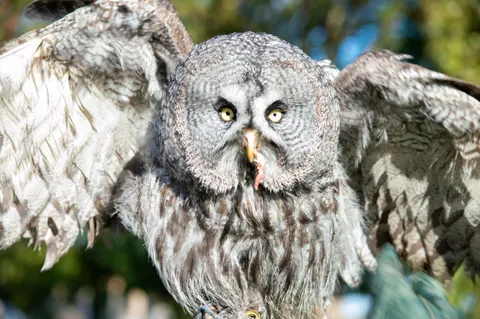 Owl 4K Wallpaper · animals · 3840×2553