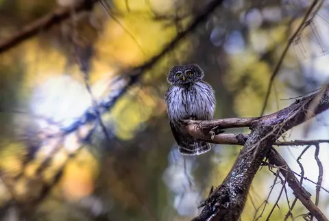 Owl 4K Wallpaper · animals · 3840×2587