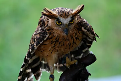Eule 4K Hintergrundbild · animals · 3840×2560