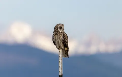 Owl 4K Wallpaper · animals · 3840×2420