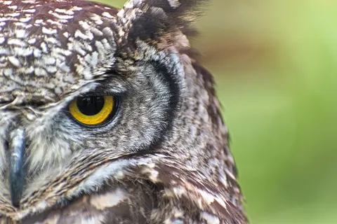 Fond d'écran Hibou 4K · animals · 3840×2562