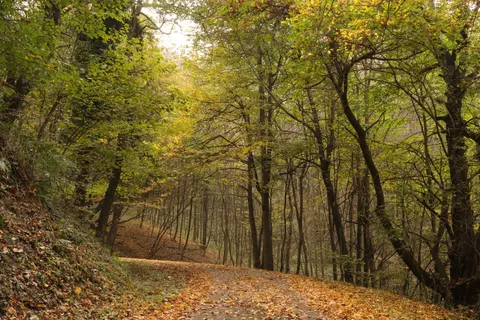 والپیپر جنگل پاییزی با کیفیت 4K · nature · 3840×2560