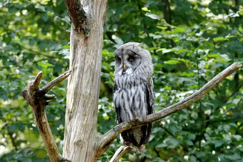 Owl 4K Wallpaper · animals · 3840×2560