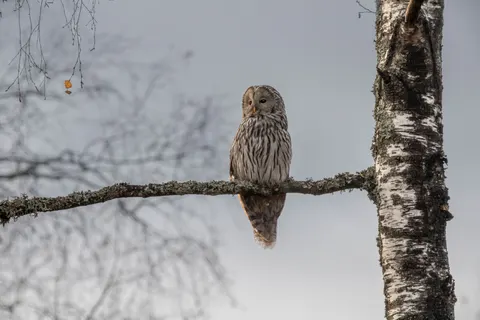 Owl 4K Wallpaper · animals · 3840×2560