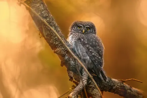 خلفية بومة بدقة 4K · animals · 3840×2560