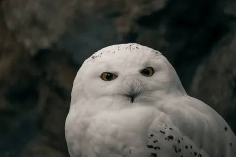 猫头鹰 4K壁纸 · animals · 3840×2560