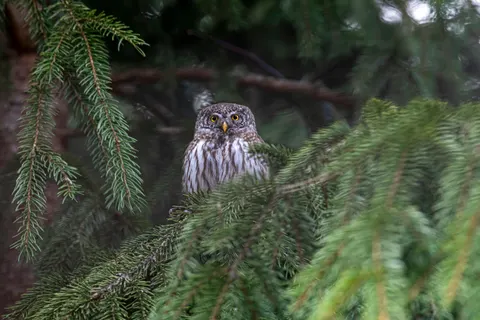 Owl 4K Wallpaper · animals · 3840×2560