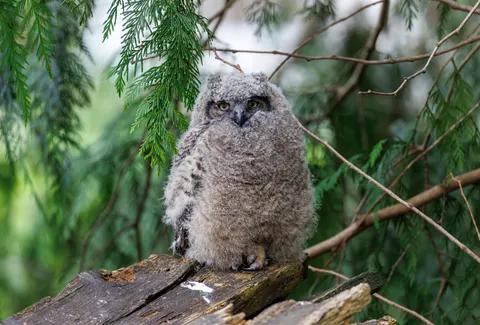 Owl 4K Wallpaper · animals · 3840×2604