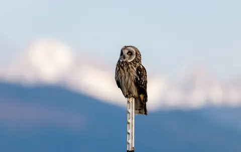 Owl 4K Wallpaper · animals · 3840×2415