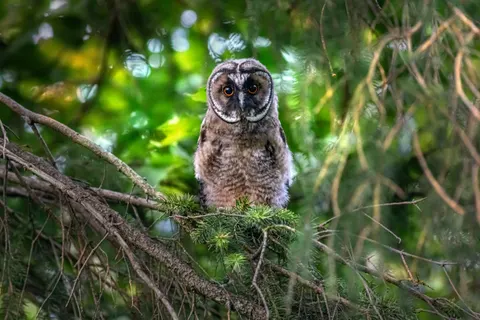 Owl 4K Wallpaper · animals · 3840×2560